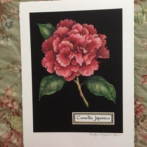 Camellia botanical illustration
